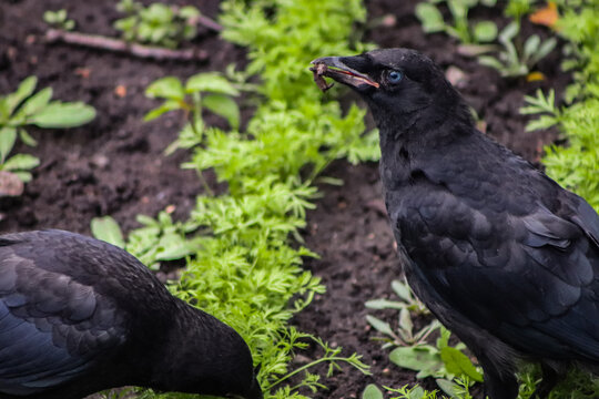 A young crow with a worm in its beak while another one digs for more below it.