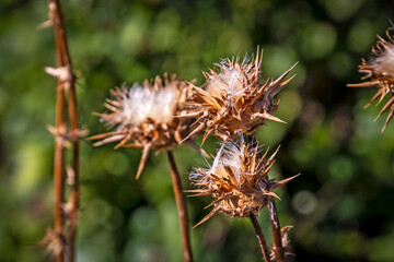 belle photo botanique, papier peint naturel