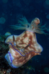 Nudibranquio