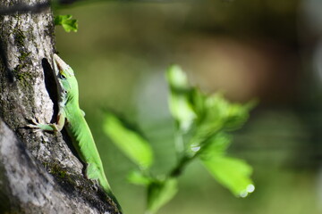 green lizard on a tree