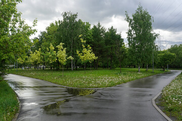 Fork in the wet road in a public park in the rainy summer day