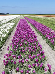 A riot of colors: Tulip fields in spring in North Holland, Holland, Netherlands