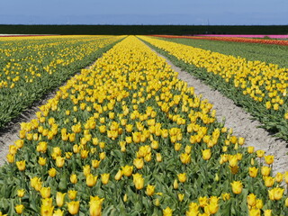 Rows of beautiful yellow tulips in spring in North Holland, Holland, Netherlands