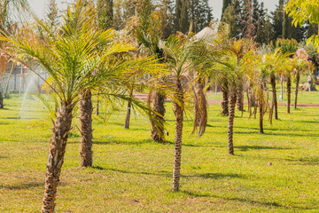 Young palms growing in nursery in garden or park. Hot sun at heat of afternoon