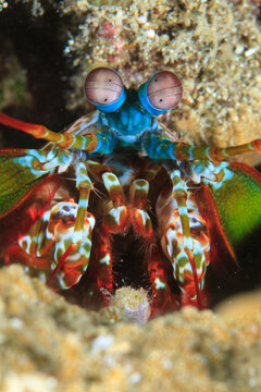 Langosta boxeadora / Odontodactylus scyllarus