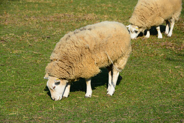 Obraz premium Mouton
