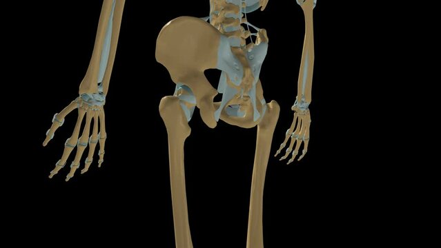 Human skeleton Wrist and Hip joint ligaments anatomy 3D Animation