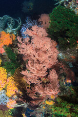 Fototapeta na wymiar Coral blando