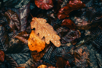 Un tapis de feuilles mortes en automne dans une forêt du Morvan