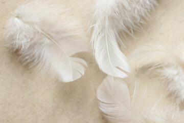Soft pastel texture with feathers on a beige background