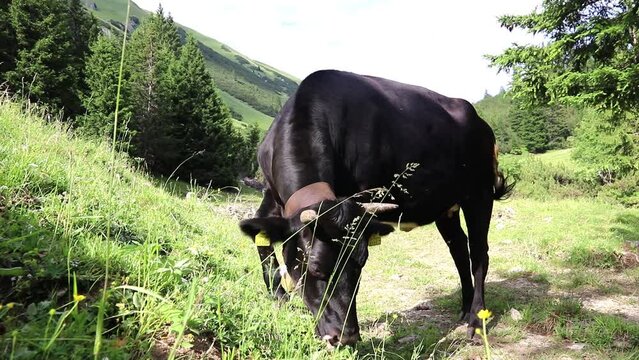 Video von einer schwarzen Kuh mit Hörnern und Kuhglocke im Gebirge