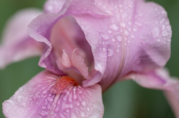 Close up of a pink iris with water drops and it