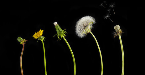 dandelion cycle on black background with floating seeds