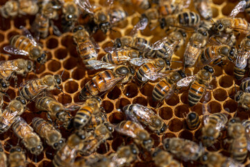 bees on honeycomb with queen bee