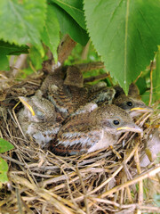 Several small gray chicks in the nest close-up under the leaves