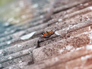Natur Erleben in Marburg, Schmetterling auf Dach