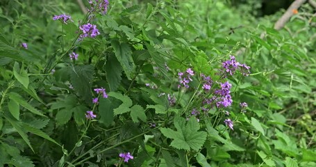 Strong wind in the forest blows away flowering courses and nettles, forest flowers. High quality 4k footage