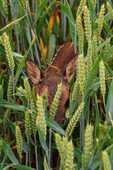 Obraz premium Summer, Sun, field, flowers, country, 