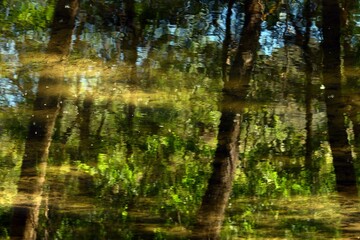 Reflejo en el agua del bosque, acuarela natural