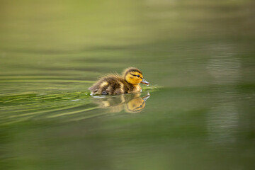 Young Mallard duckling swimming 