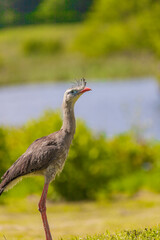 Red-legged Seriema - Cariama cristata - crested cariama - crested seriema