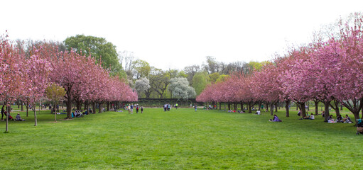 People lounging under the cherry trees in Brooklyn Botanic Gardens
