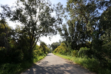 Mimosa blooms along a road in northern Israel