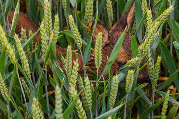 Summer, Sun, field, flowers, country, 