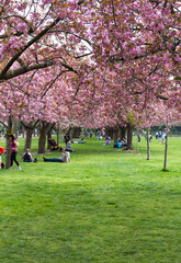 People lounging under the cherry trees in Brooklyn Botanic Gardens
