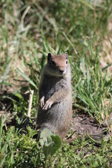 ground squirrel in the grass