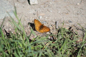 butterfly on the ground