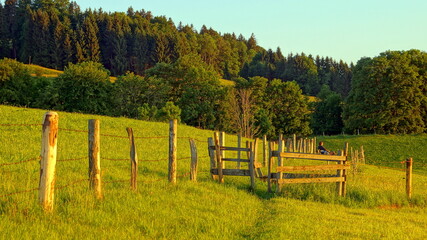 malerische grüne Wiese mit Weidezaun am Waldrand in Bayern im warmen Abendlicht unter blauem Himmel