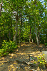 展望台へ通じる散歩道