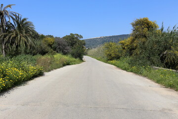 Mimosa blooms along a road in northern Israel