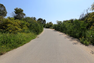 Fototapeta na wymiar Mimosa blooms along a road in northern Israel