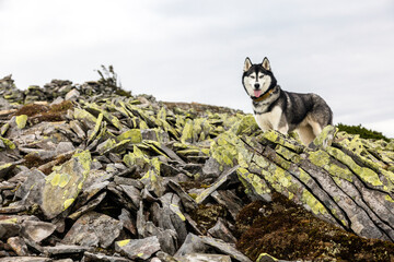 Black and white Siberian husky standing on a mountain in the background of mountains and yellow stones. The dog grimaces. Happy dog on a natural landscape