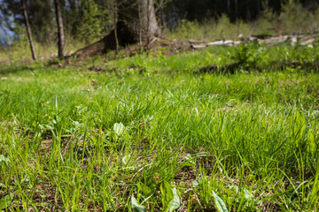 Magic field of green grass close up