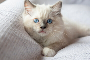 Ragdoll kitten photo shoot indoors. 11 week old ragdoll kitten. © Esin Deniz