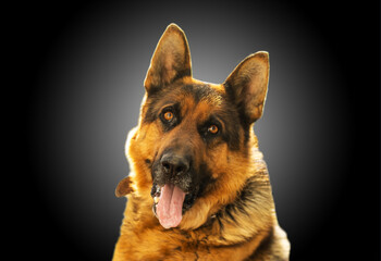 A dog with heterochromia licks itself on the nose