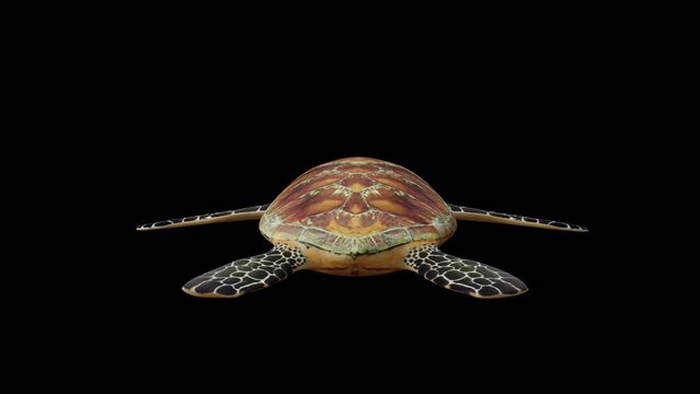 Green Turtle Back View, Animation.3840&times;2160. 08 Second Long.Transparent Alpha video.LOOP.