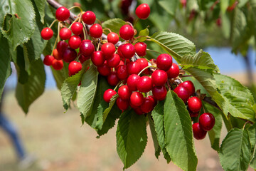 Cherries hanging on a cherry tree branch, Spil Mountain - Manisa