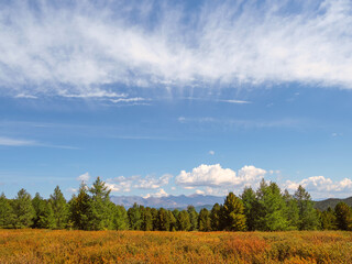 Scenic green landscape with sunlit summer dwarf birch hill under clouds in blue sky. Colorful alpine scenery with grass and flowers in sunlight at changeable weather.