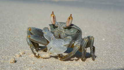 the crab throws sand out of its hole