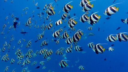 Fototapeta na wymiar A large group of coral fish. Sea world in the Maldives
