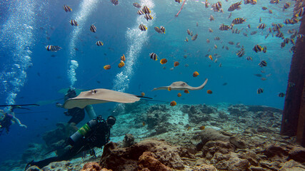 Fototapeta na wymiar Underwater world of the Maldives. Underwater adventures. Large stingrays under water.