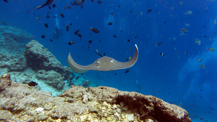Underwater world of the Maldives. Underwater adventures. Large stingrays under water.