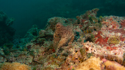 Camouflage coloring of reef octopuses. The marine ecosystem of the Maldives. Reef octopus on a rock.