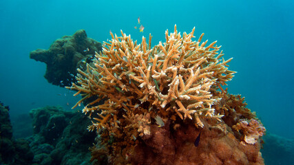 A branch of coral. Coral reef in the Maldives. Coral conservation .