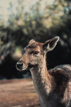 Venado 