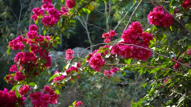 A closeup shot of Pink Bougainvillea plant vine, flowers and leaves. dehradun Uttarakhand India.